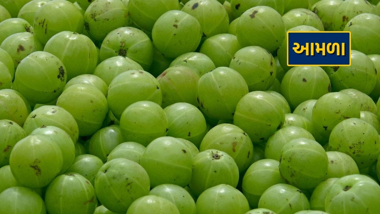 આમળાના ગુણો વિશે કોણ નથી જાણતું? તેમાં વિટામીન સી અને એન્ટી ઓક્સીડેન્ટ ગુણો ભરપૂર માત્રામાં જોવા મળે છે. તે શરીરની રોગપ્રતિકારક શક્તિ વધારે છે અને આપણું એકંદર આરોગ્ય સ્વસ્થ રાખે છે. રોજ આમળાનો રસ પીવાથી અથવા સલાડના રૂપમાં આમળા ખાવાથી મોટામાં મોટી બીમારીઓ પણ આપણાથી દૂર રહે છે. 