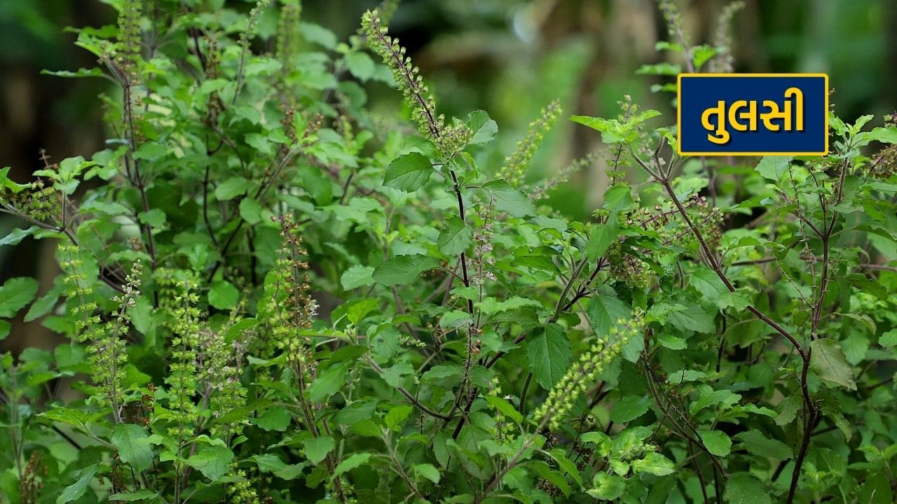 દરેક ઘરમાં પૂજવામાં આવતો તુલસીનો છોડ આયુર્વેદની નજરમાં અમૃતથી ઓછો નથી. આજની જીવનશૈલીમાં ચિંતા અને તણાવ જેવી બાબતો એકદમ સામાન્ય બની ગઈ છે. આયુર્વેદ અનુસાર આ સમસ્યાથી છુટકારો મેળવવા માટે તુલસીનું સેવન શ્રેષ્ઠ ઉપાય છે. આ સિવાય તુલસીના પણ ઘણા ફાયદા છે. પછી ભલે તે રોગપ્રતિકારક શક્તિ વધારવાની હોય કે એકંદર આરોગ્યને વધુ સારી રીતે જાળવી રાખવાની હોય. 
