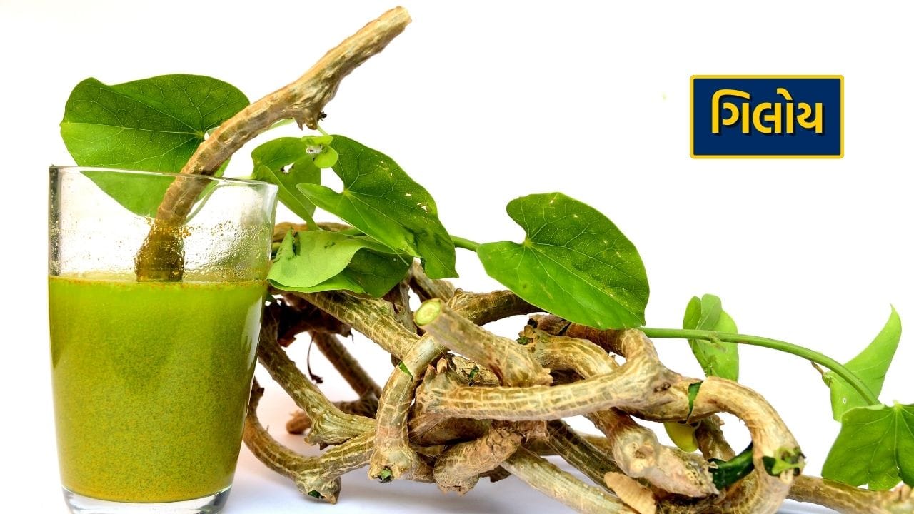 આજે પણ ઘરના વડીલો અનેક સ્વાસ્થ્ય સમસ્યાઓ માટે ગિલોયનો ઉપયોગ કરે છે. તેને ગુડુચી તરીકે પણ ઓળખવામાં આવે છે. તે આપણા આખા શરીરને ડિટોક્સ કરવાનું કામ કરે છે. આ સાથે, તે લીવર, પાચન સમસ્યાઓ અને શરીરના એકંદર સ્વાસ્થ્યને સુધારે છે. આયુર્વેદમાં તેના પાંદડા અને મૂળનો ઉકાળો પીવાનો ઉલ્લેખ છે. 