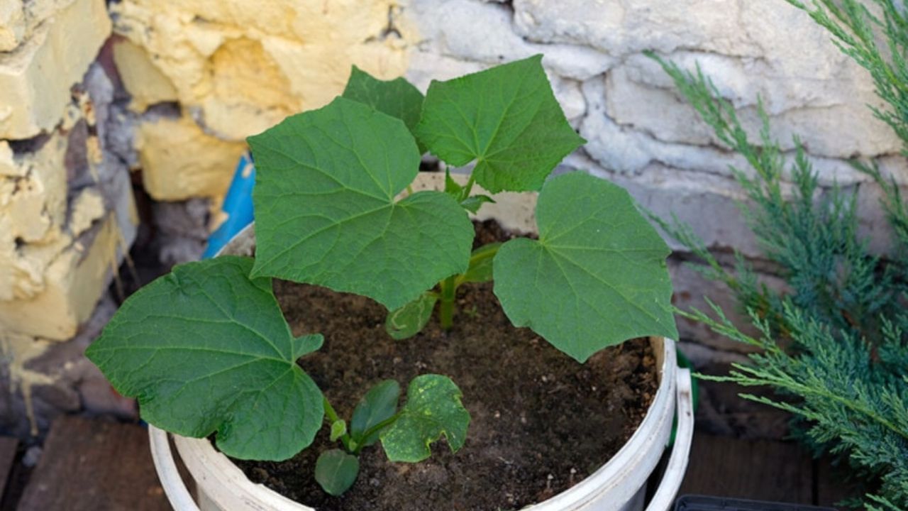 cucumber plant in pot (1)