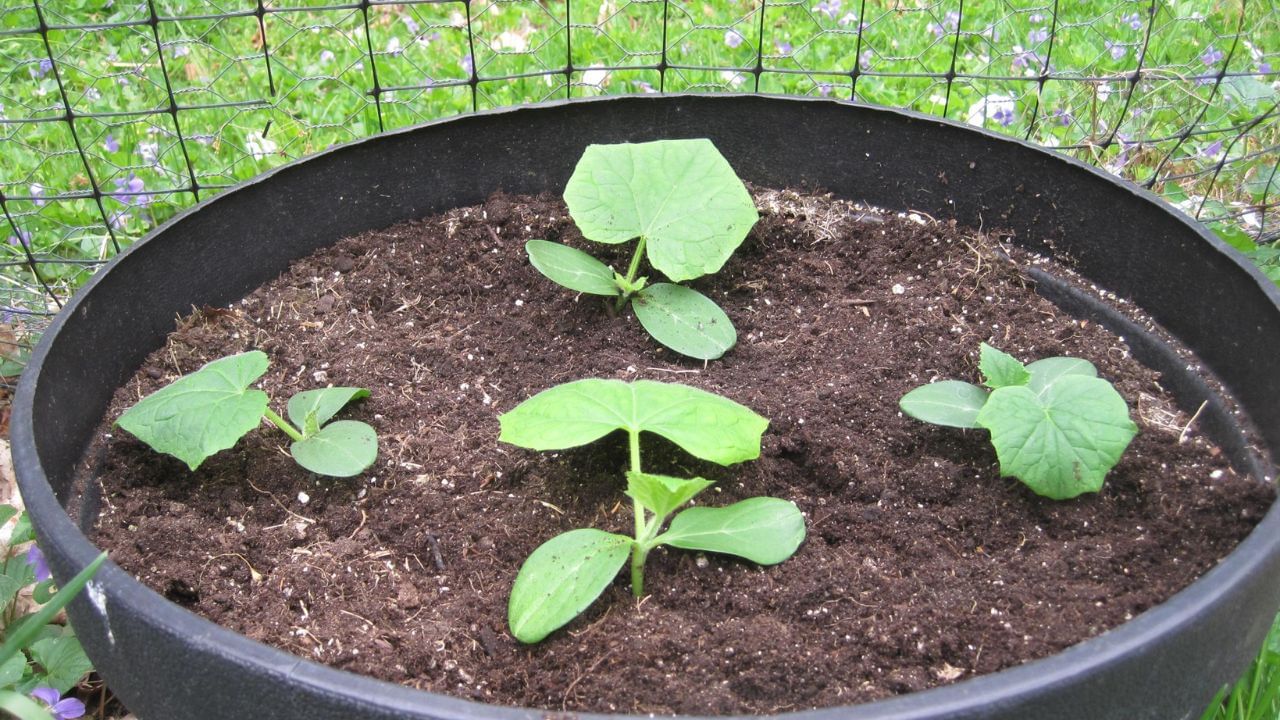 cucumber plant in pot (2)