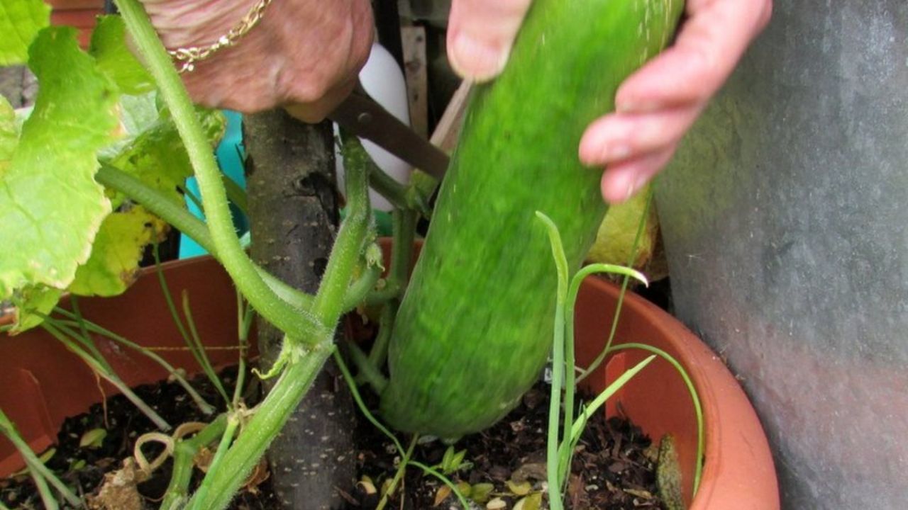 cucumber plant in pot (3)