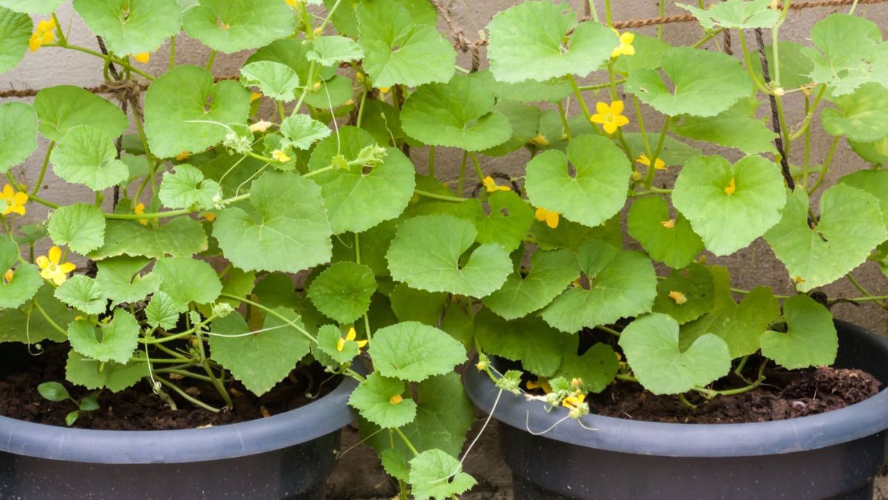 cucumber plant in pot (4)