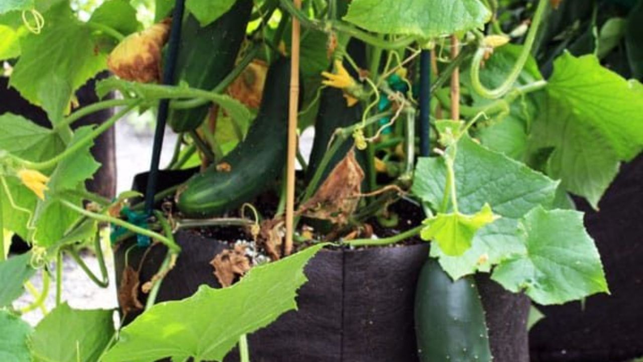 cucumber plant in pot (5)