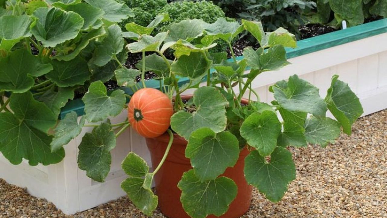 grow pumpkins (1)