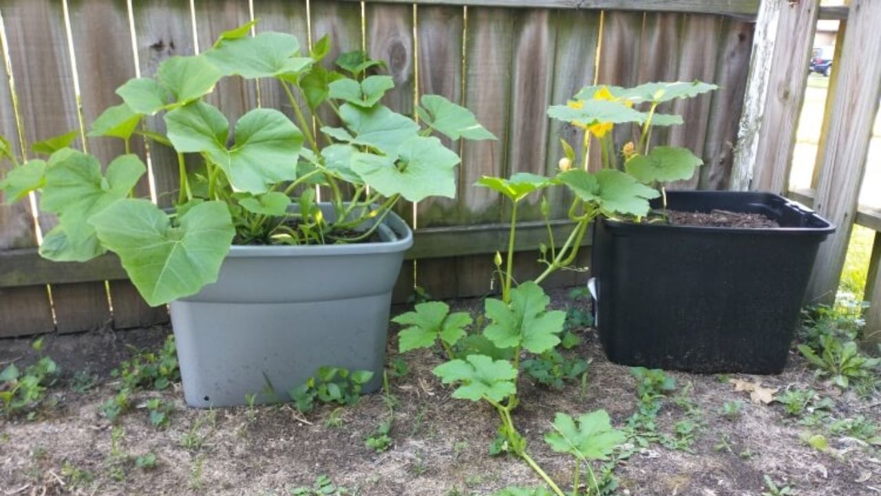 grow pumpkins (2)