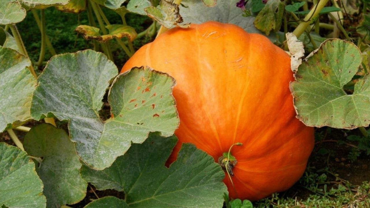 grow pumpkins (3)