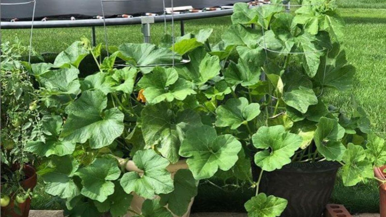 grow pumpkins (4)