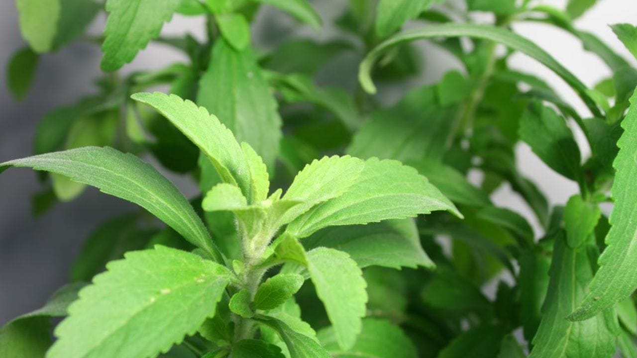 સ્ટીવિયાનો છોડ ઘરે ઉગાડવો ખૂબ જ સરળ છે. આ છોડને ઘરે ઉગાડવા માટે સૌથી પહેલા માટીમાં 50 ટકા કોકો-પીટ અને 50 ટકા વર્મી કમ્પોસ્ટ અથવા છાણિયુ ખાતર ઉમેરીને બરાબર મિક્સ કરો. 