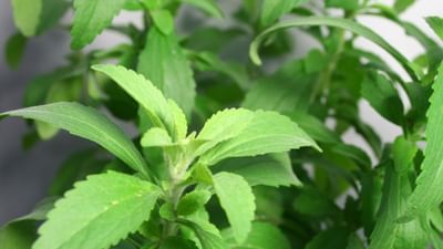 સ્ટીવિયાનો છોડ ઘરે ઉગાડવો ખૂબ જ સરળ છે. આ છોડને ઘરે ઉગાડવા માટે સૌથી પહેલા માટીમાં 50 ટકા કોકો-પીટ અને 50 ટકા વર્મી કમ્પોસ્ટ અથવા છાણિયુ ખાતર ઉમેરીને બરાબર મિક્સ કરો. 