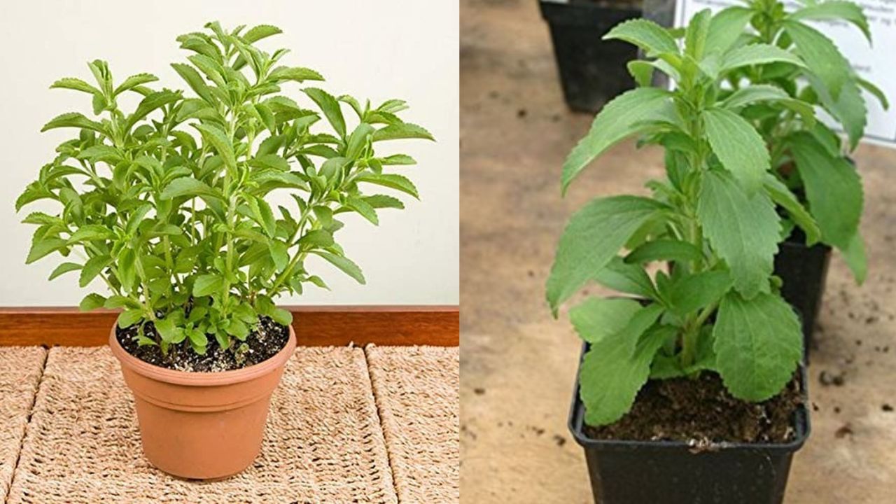 હવે માટીના મિશ્રણને કૂંડામાં ભરી લો. ત્યારબાદ તેમાં 3-4 ઈંચ ઉંડાઈએ સ્ટીવિયાનો છોડ રોપી તેના ઉપર માટી નાખી દો. આ છોડને યોગ્ય પ્રમાણમાં પાણી પીવડાવો. 