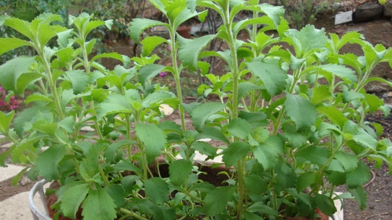 આ સ્ટીવિયાનો છોડને ઉગાડ્યાના 20 દિવસ પછી છોડને ગ્રોથ થવાની શરુઆત થાય છે. ધ્યાન રાખો કે છોડને સીધો સૂર્ય પ્રકાશ મળે તેવી જગ્યાએ રાખો. 