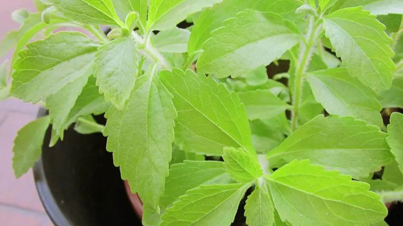 જો તમે સ્ટીવિયાનો છોડ જમીન પર ઉગાડવા માગતા હોવ તો માટીમાં ફોસ્ફરસ, નાઈટ્રોજન હોવુ જરુરી છે. (  સ્ટીવિયાના પાનનું સેવન કરતા પહેલા એક તબીબ અથવા તજજ્ઞોની સલાહ ખાસ લેવી.) 