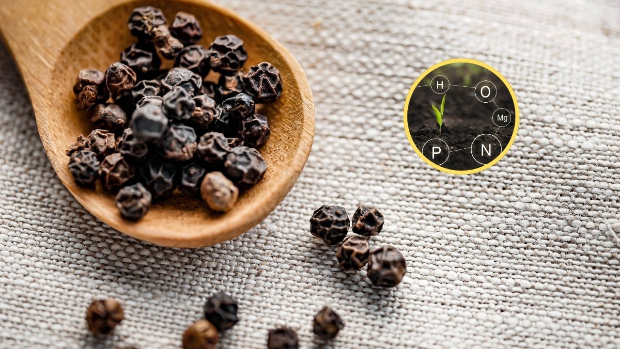 health benefits eat black pepper (5)