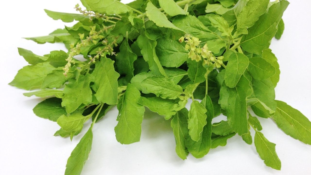 health benefits tulsi leaves ayurvedic plant increase immunity against diseases (1)