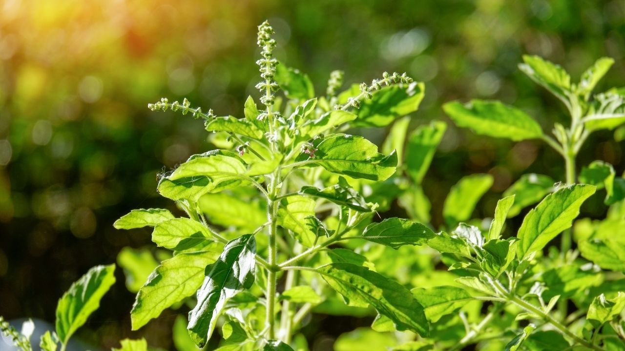 health benefits tulsi leaves ayurvedic plant increase immunity against diseases (2)