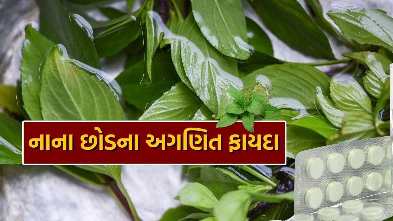 અંગ્રેજી દવાનું ઉત્પાદન લગભગ 200-300 વર્ષ પહેલાં શરૂ થયું હતું. આ રોગને દૂર કરવામાં અસરકારક હોવાનું જણાયું હતું. પરંતુ આપણા દેશમાં હજારો-લાખો વર્ષોથી આવી આયુર્વેદિક વસ્તુઓનો ઉપયોગ કરવામાં આવી રહ્યો છે જે રોગોને પેદા થવા દેતી નથી. વિજ્ઞાન પણ કહે છે કે નિવારણ ઇલાજ કરતાં વધુ સારું છે. તુલસી એક આયુર્વેદિક છોડ છે, તેનો ઉપયોગ કરવાથી 100 થી વધુ રોગોથી બચી શકાય છે.