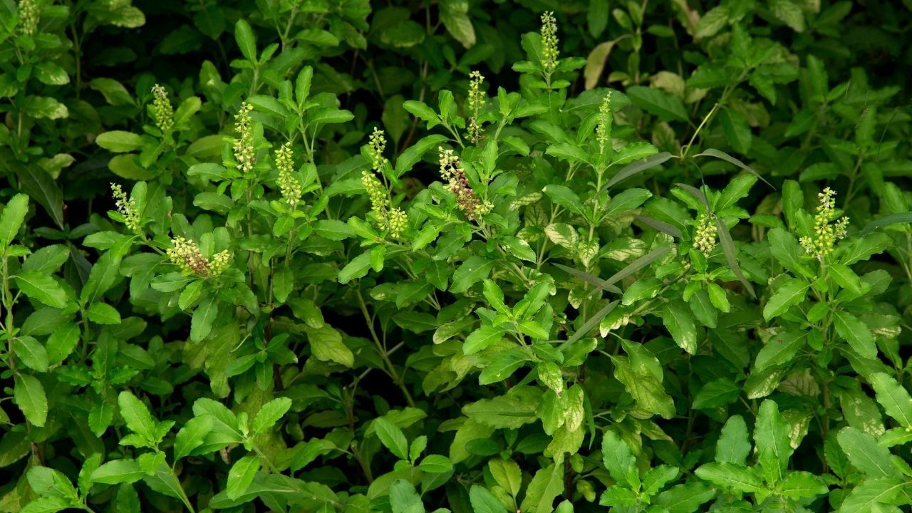 health benefits tulsi leaves ayurvedic plant increase immunity against diseases (7)