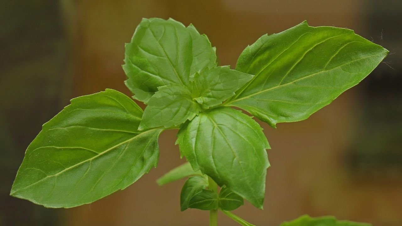 health benefits tulsi leaves ayurvedic plant increase immunity against diseases (8)