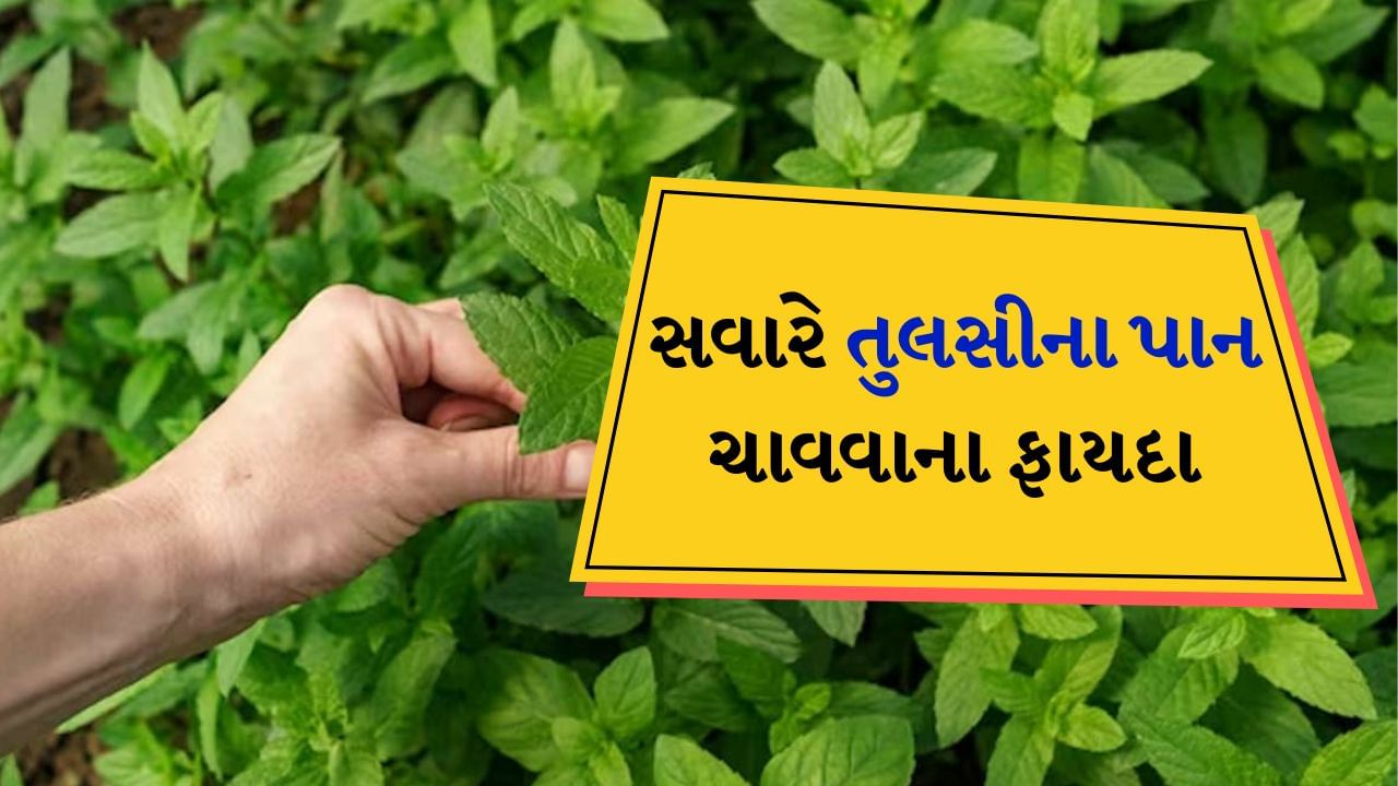 તુલસીના પાનથી લઈને તેના લાકડા અને મૂળ સુધી તે ઉપયોગી છે. તુલસીનું ધાર્મિક મહત્વ માનવામાં આવે છે અને આયુર્વેદની દૃષ્ટિએ પણ તુલસી ઔષધીય ગુણોથી ભરપૂર છે. તુલસીને માત્ર ચામાં ઉમેરીને જ નહીં પણ તેનો ઉકાળો બનાવીને પણ પીવામાં આવે છે. જે શરદી, ઉધરસ, ગળામાં દુખાવો, તાવ વગેરે જેવી સમસ્યાઓથી રાહત આપે છે. તુલસીનો ઉપયોગ આપણા દાદીના સમયથી ઘરગથ્થુ ઉપચાર તરીકે કરવામાં આવે છે, પરંતુ શું તમે જાણો છો કે દરરોજ સવારે ખાલી પેટે તુલસીના ચાર પાન ખાવાથી તમારા સ્વાસ્થ્ય પર શું અસર થશે.
