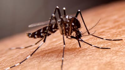 Zika Virus : 12 દિવસમાં ઝીકા વાયરસના 5 કેસ, આ રાજ્યમાં વધી ચિંતા, જાણો શું છે લક્ષણો અને કેવી રીતે અટકાવી શકાય?
