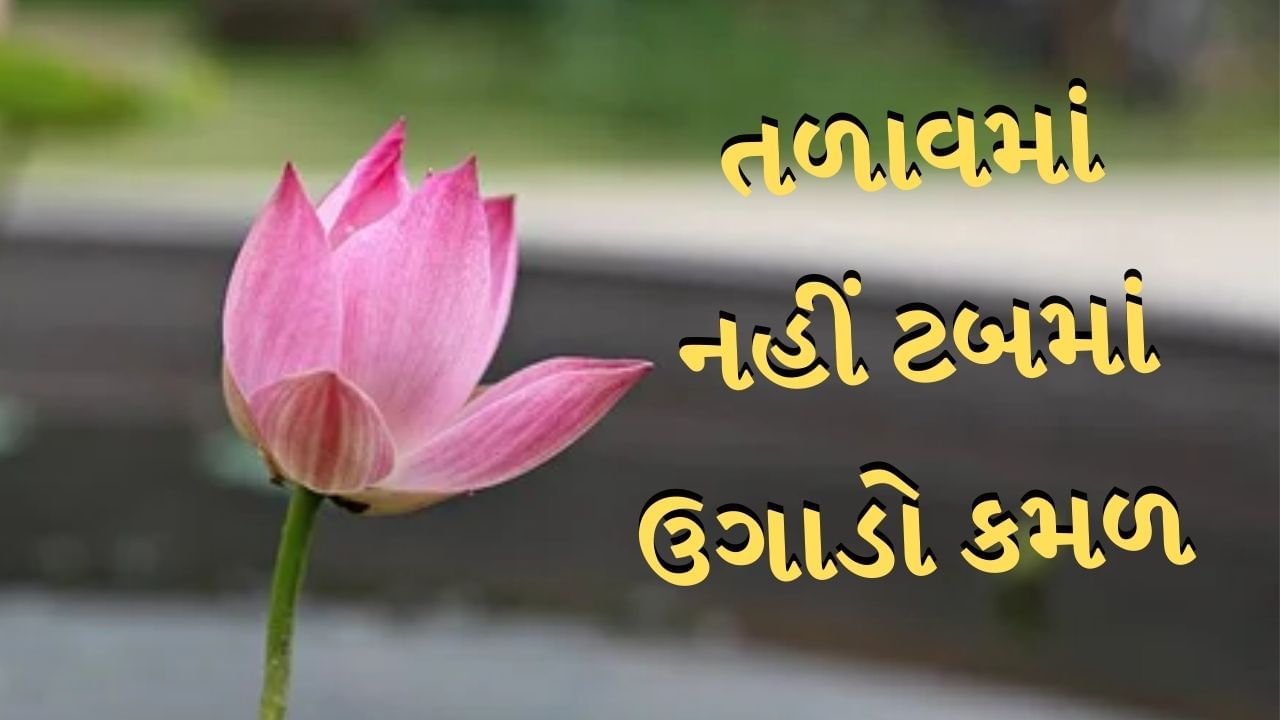 ઘરે કમળ ઉગાડવા માટે સૌથી પહેલા એક ઊંડુ ટબ લો. આ ઉપરાંત નાના કમળના બીજ લો. તેને ઉપરની બાજુથી સફેદ ભાગના દેખાય ત્યાં સુધી ઘસી લો. હવે આ બીજને પાણીમાં પલાળી દો. 