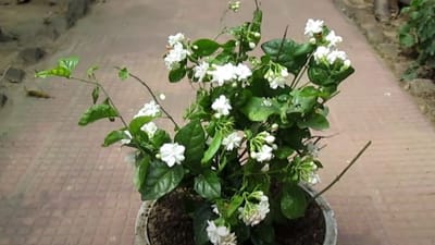 મોગરાનો છોડ ઘરે ઉગાડવો ખૂબ જ સરળ છે. તમે મોગરાનો છોડને ઉગાડવા માટે નર્સરીમાંથી સારી ગુણવત્તાના બીજ અથવા છોડ લાવી શકો છો.