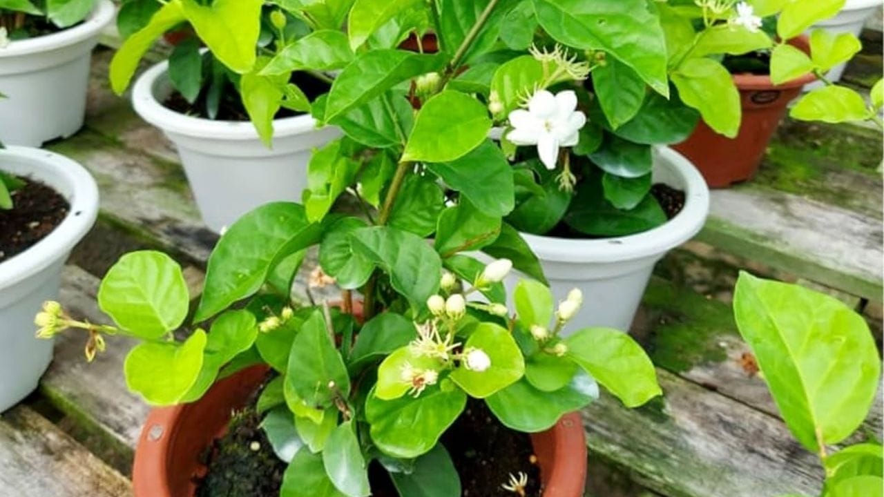 મોગરાનો છોડ ઉગાડવા માટે સૌથી પહેલા એક કૂંડુ લો. તેમાં સારી ગુણવત્તાની માટી અને છાણિયુ ખાતર ઉમેરી બરાબર મિક્સ કરો. ત્યારબાદ માટીમાં 3-4 ઈંચ ઉંડાઈએ છોડને રોપી તેના પર માટી ઢાંકી દો.