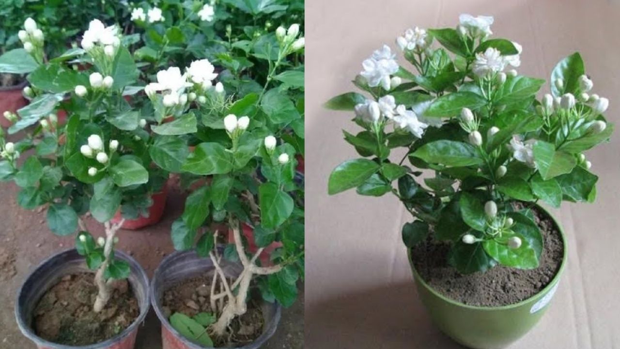 મોગરાના છોડમાં જંતુનાશક દવાનો છંટકાવ કરી શકો છો. આ ઉપરાંત તમે લીમડાના તેલનો પણ છંટકાવ કરી શકો છો.