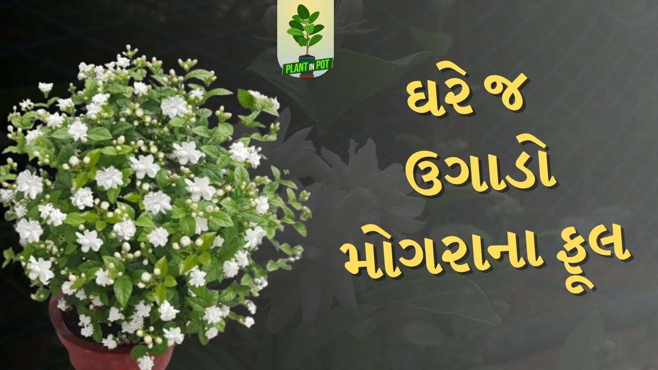 આ છોડને દિવસમાં 2 વાર પાણી આપવુ. પરંતુ ધ્યાન રાખો કે છોડમાં વધારે પાણી ન પડે નહીં તો છોડના મૂળ સડી જશે. તેમજ છોડને 2 થી 3 કલાક સૂર્યપ્રકાશ મળે તેવી જગ્યા પર રાખો. જેથી છોડનો ગ્રોથ સારો થાય.