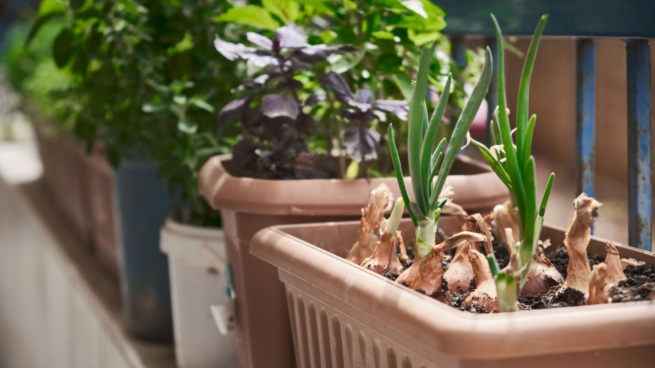 onion Plant In pot (1)