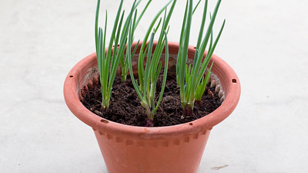 onion Plant In pot (4)