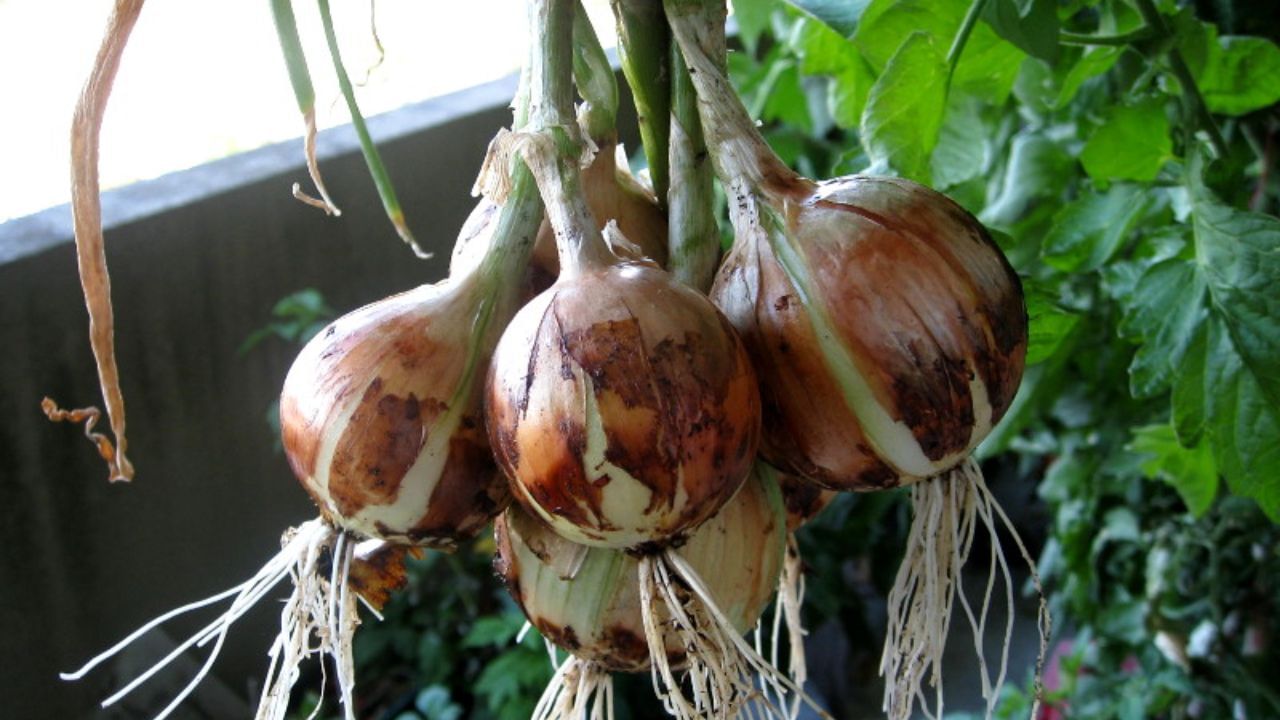 onion Plant In pot (5)