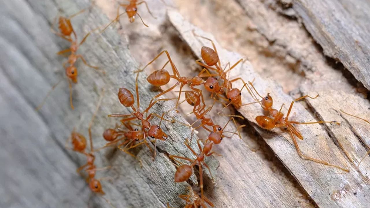 માટીને ખોખલી કરે છે અને પોતાને રહેવા માટે રહેઠાણ બનાવે છે. પરિણામે એવું બને છે કે એ ઝાડને કોઈ પાણી આપતું નથી. કેમ કે નીચે કીડીના દર આવેલા હોય છે.