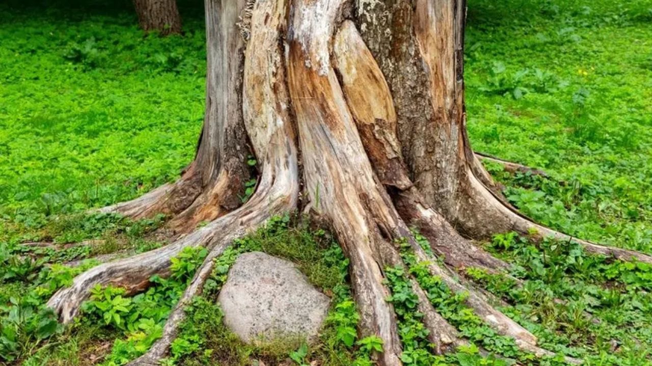 લાંબા ગાળે આ નુકસાન ઝાડને થાય છે. અને ઝાડ સુકાવા લાગે છે. એટલા માટે જો તમારે કીડીયારુ પુરવું હોય તો ઝાડની થોડે દૂર કીડીને ખોરાક આપવો જોઈએ.