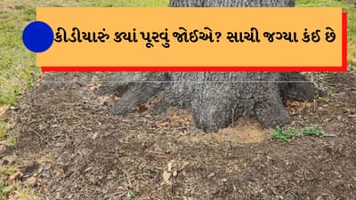 Tree care tips : ઘણી વખત આપણે એ જોયું હશે કે મંદિરે કે અન્ય વૃક્ષો હોય ત્યાં લોકો કીડીની લાઈન જતી હોય તે જગ્યા પર કીડીયારું પુરે છે. એટલે કે કીડીને જમવા માટેનો ખોરાક આપે છે.