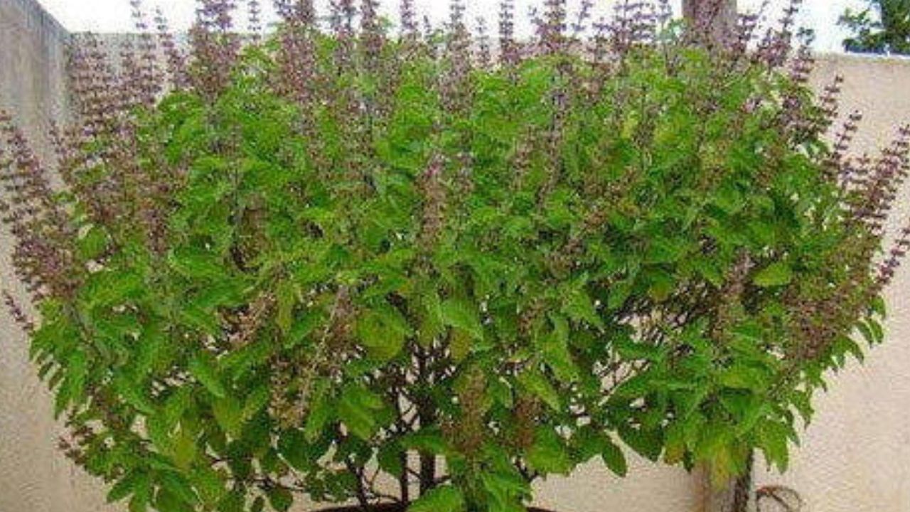 tulsi paan