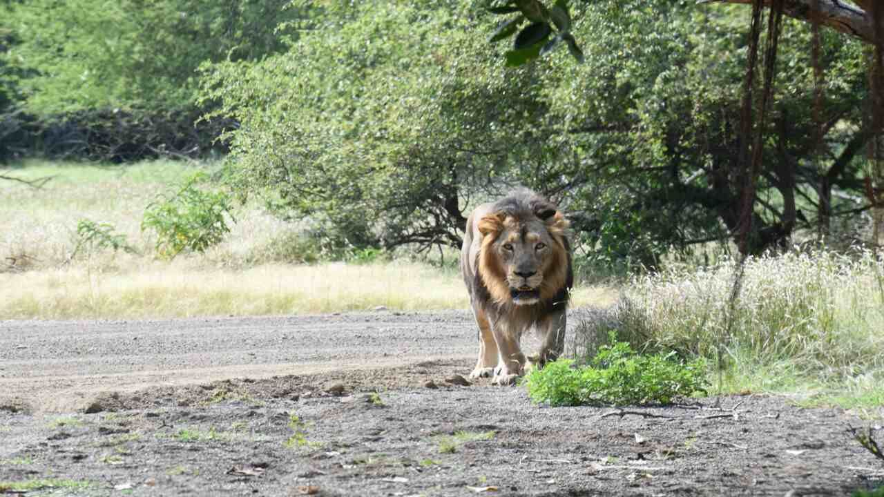 PARQUE SAFARI AMBARDI 5