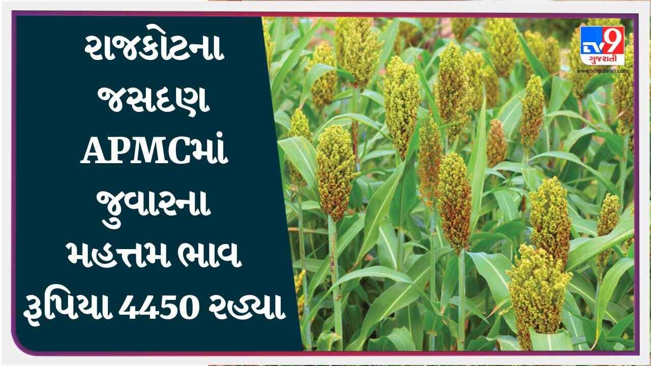રાજકોટના જસદણ APMCમાં જુવારના મહત્તમ ભાવ રૂપિયા 4450 રહ્યા, જાણો જુદા ...