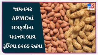 જામનગર  APMCમાં મગફળીના મહત્તમ ભાવ રૂપિયા 6465 રહ્યા, જાણો જુદા-જુદા પાકના ભાવ