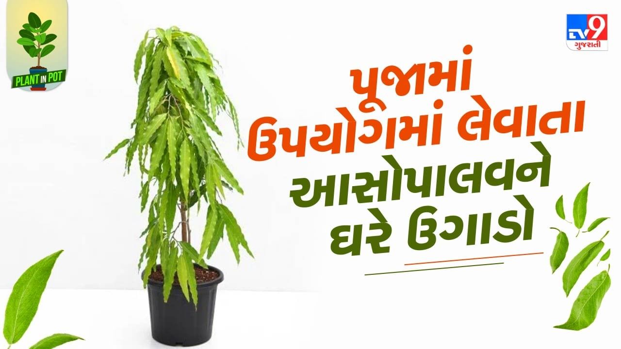 માટીમાં છાણિયુ ખાતર અને કોકોપીટ ઉમેરીને બરાબર મિક્સ કરી તેમાં પાણી નાખો. હવે 3-4 ઈંચ ઉંડાઈએ આસોપાલવનો છોડ રોપી તેના પર માટી નાખી દો. 