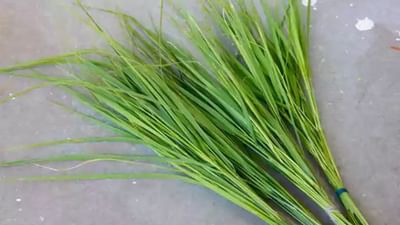 ભગવાન ગણેશની પૂજામાં દુર્વાનો ઉપયોગ કરવામાં આવે છે. તેમજ દુર્વાનું સેવન કરવાથી પણ અનેક લાભ થાય છે. તો આજે જાણીશું કે ઘરે કૂંડામાં કેવી રીતે દુર્વા ઉગાડી શકાય છે.