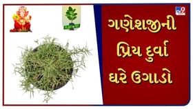ગણેશજીની પ્રિય દુર્વાને આજે જ ઘરે ઉગાડો ગણેશજીની પ્રિય દુર્વાને આજે જ ઘરે ઉગાડો