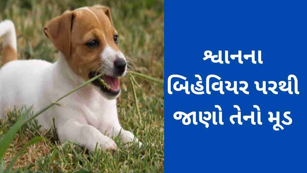 Dogs Behaviours Meanings : શ્વાનના બિહેવિયર જોઇ જાણી શકાય છે તેનો મૂડ, જાણો કેવી રીતે