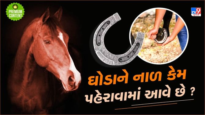 ઘોડાને નાળ કેમ પહેરાવામાં આવે છે ? જાણો તેની પાછળનું કારણ