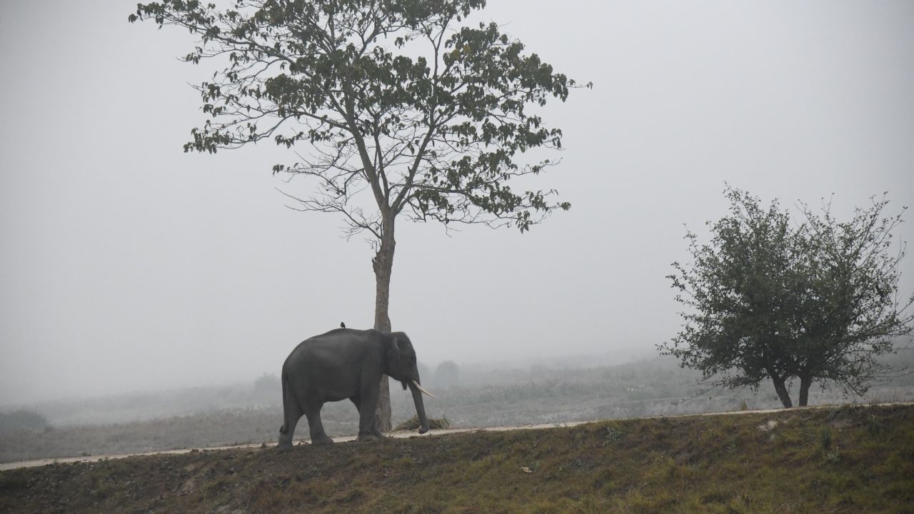 Kaziranga aasam