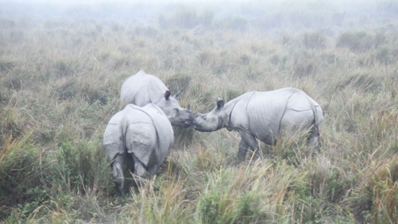 Kaziranga national park