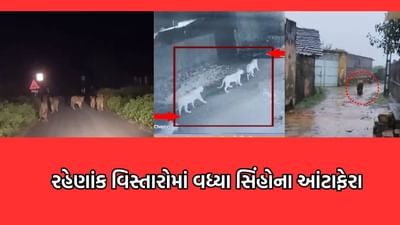 સાવરકુંડલાના જાબાળ ગામે એકસાથે ચાર સિંહોના આંટાફેરા આવ્યા સામે, CCTVમાં કેદ થયા ડાલામથ્થા- જુઓ Video