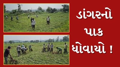 Mahisagar Rain : લુણાવાડા તાલુકામાં ભારે પવન સાથે વરસાદ ખાબક્તા ડાંગરનો પાક ધોવાયો, જુઓ Video