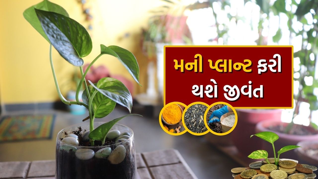 મની પ્લાન્ટ ખૂબ જ સુંદર લાગે છે. તમે તેને ઇન્ડોર અને આઉટડોર બંને રીતે રાખી શકો છો. ખાસ વાત એ છે કે મની પ્લાન્ટ કુંડા અને પાણી બંનેમાં સારી રીતે ઉગે છે. જો કે, યોગ્ય કાળજી ન લેવાને કારણે, મની પ્લાન્ટ સુકાવા લાગે છે. આ માટે, એ મહત્વનું છે કે સમયસર છોડને પાણી, સૂર્યપ્રકાશ અને ખાતર મળવું જરૂરી છે.